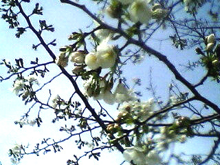 県文化公園の桜