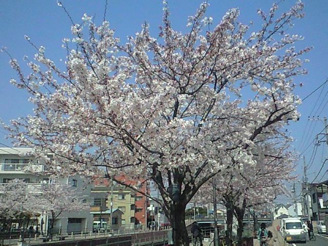 20090406浦安境川沿いの桜